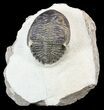 Bargain, Hollardops Trilobite - Foum Zguid, Morocco #55985-2